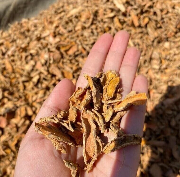 turmeric