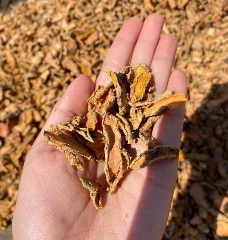 dried turmeric