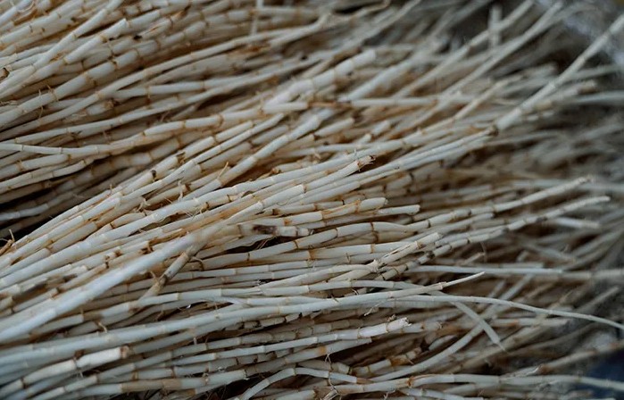 cogon grass root